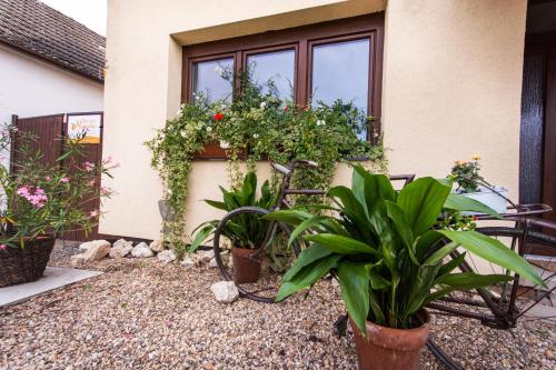 a patio with plants and a table and chairs at Penzion Marhulka in Dolní Věstonice