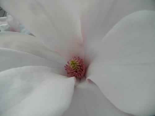 a close up of a white flower at Albergo Miralaghi in Padergnone