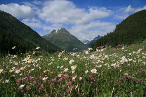 a field of flowers with mountains in the background at Apart Renate in Galtür