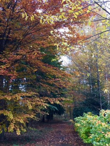 a path in a forest filled with colorful trees at Hollicarrs - Newlands in York