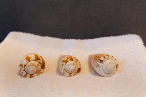 three seashells sitting on top of a piece of paper at °° VILLA ANNA°° in Villasimius
