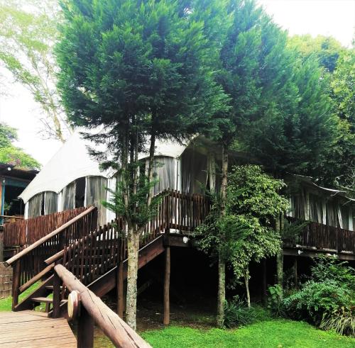 une maison avec un arbre en face dans l'établissement Sakabula Country Lodge, à Camperdown