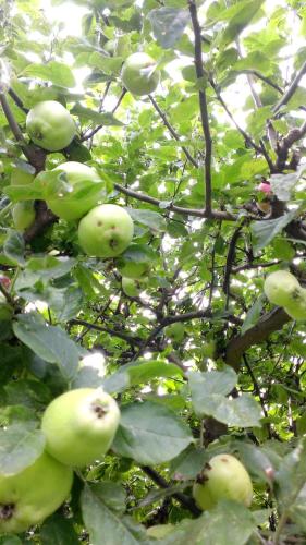 a bunch of green apples on a tree at Egn Boutique Hotel in Stege