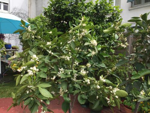 a tree with white flowers in a yard at les camélias in Mazamet