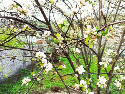 a branch of a tree with white flowers on it at Jermatun Guest House in Dilijan