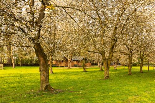 a group of trees in a park with green grass at Het Rentmeestershuis in Eck en Wiel