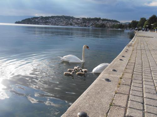 a swan and three ducks in the water at Bogdanoski Studios & Guest Rooms in Ohrid