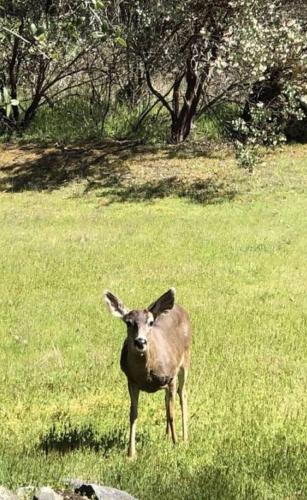 a brown deer standing in a field of grass at Little Valley Inn in Mariposa