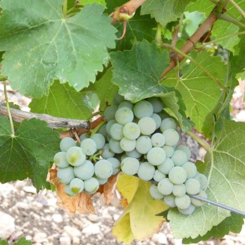 a bunch of green grapes hanging from a tree at LE LOGIS ST PERE in Sancerre