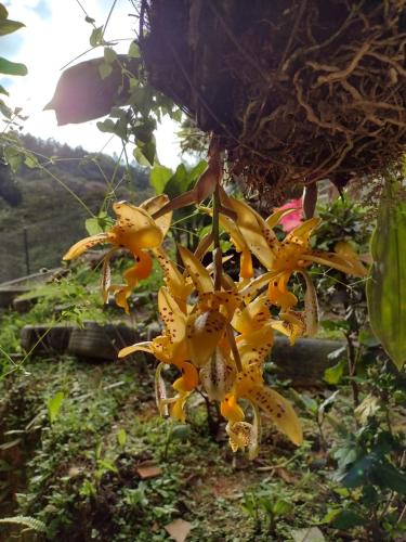 a bunch of yellow flowers hanging from a tree at Hospedaje Rural El Rancho de Amelia y Juancho in Silvania