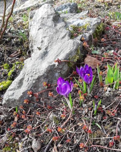 two purple flowers are growing next to a rock at Haus Stefanie Elvire in Kurort Altenberg