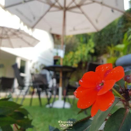 a red flower in a garden with an umbrella at Pousada Orquidea da Serra in Petrópolis