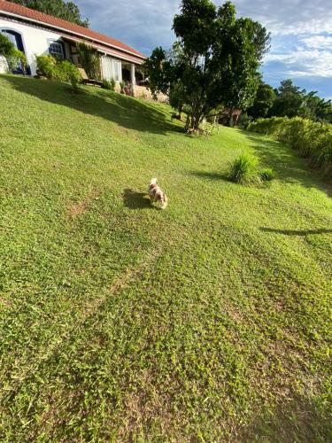 a dog laying in the grass in a yard at Segredo da Serra Guest House in Tiradentes