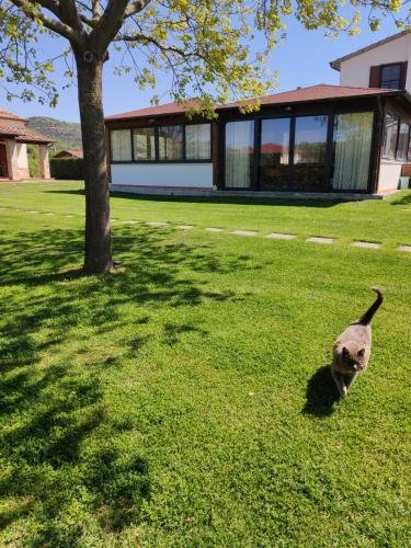 a cat standing in the grass next to a tree at Agriturismo Il Cavallino Saturnia in Semproniano