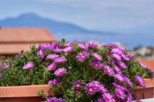a bunch of purple flowers in a pot at Sine Tempore in Sorrento