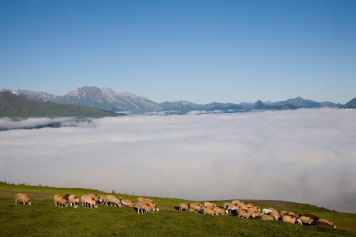 a herd of horses grazing on a hill with a foggy field at Hotel Le Viscos - Teritoria in Saint-Savin