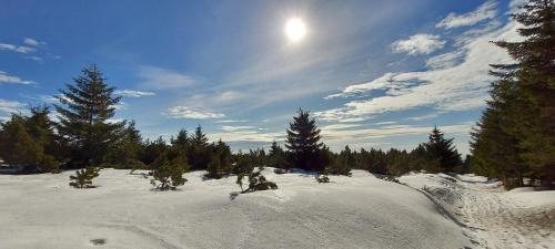 a snow covered field with trees and the sun in the sky at Wellness apartmány Říčky v Orlických horách in Říčky