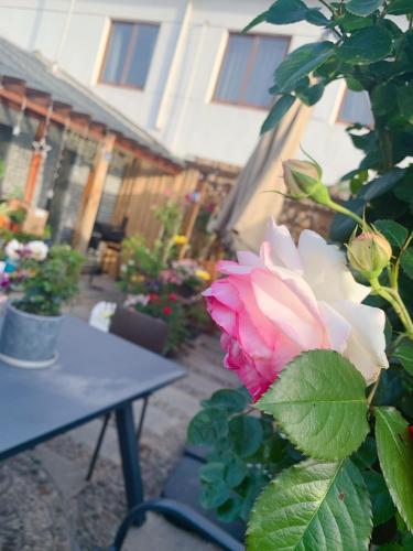 a pink rose next to a table in a yard at Suzhou Jade Snow Lodge in Suzhou