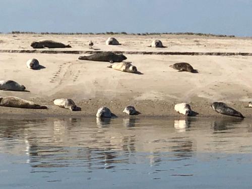 a group of seals laying on the beach near the water at Trekvogels Hörn in Dornum