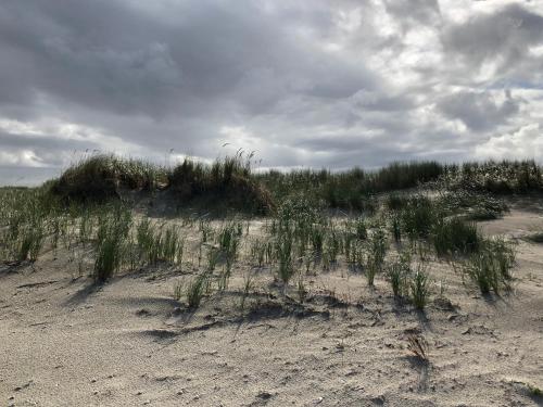 a field of grass on a sandy beach at Trekvogels Hörn in Dornum