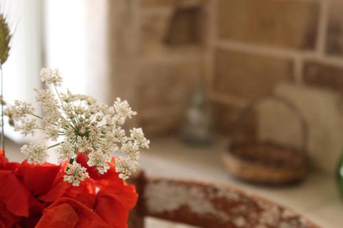 una flor roja en un jarrón en un mostrador de cocina en Dimora Krifò, en Martano