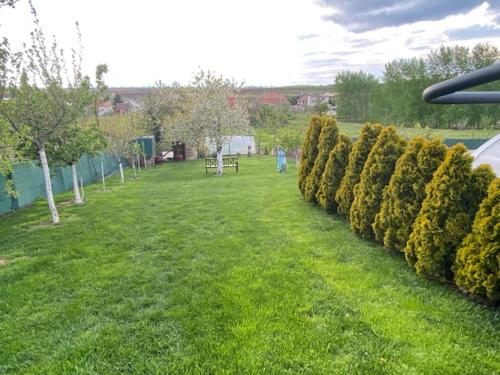 a row of bushes in a field of grass at Holiday Home V Kolte in Kolta