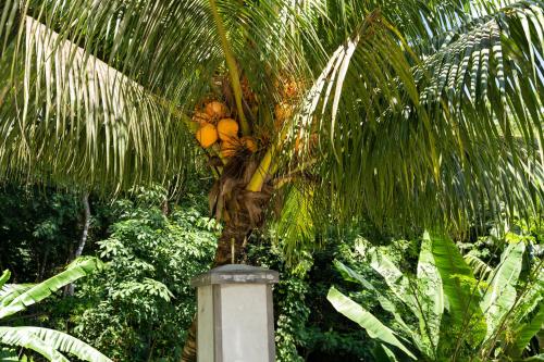 a palm tree with a bunch of bananas on it at Janes' Serenity Guesthouse in Anse a La Mouche