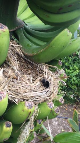 a bird nesting in a bunch of green bananas at Hotel Rural Ibo Alfaro - OFFLINE HOTEL in Hermigua