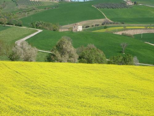 a field of yellow flowers with a building in the distance at Villa San Giacomo in Scerni