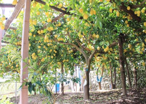 a bunch of oranges hanging from trees in an orchard at Villa Anna in Minori
