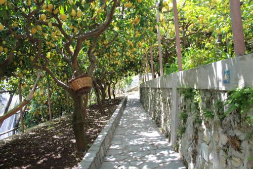 a path through an apple orchard with a basket on a tree at Villa Anna in Minori