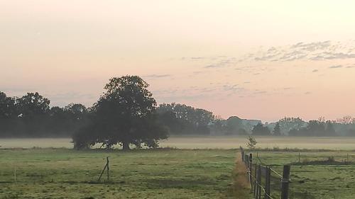 a tree in a field with a fence at gîte du bien être in Hodeng-Hodenger