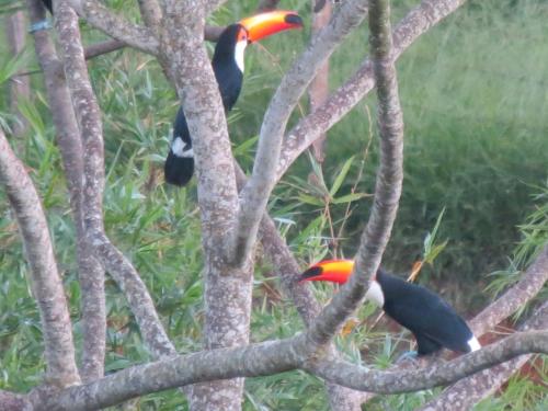 two birds perched on the branches of a tree at Pousada Sonho Meu in Itanhandu