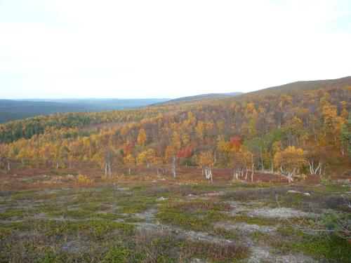 a field with autumn trees in the background at Lemmenjoen Lumo - Nature Experience & Accommodation in Lemmenjoki