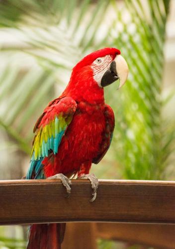 a colorful parrot sitting on a wooden rail at Quality Inn Oceanfront in Ocean City