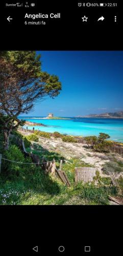 a picture of a beach with a tree and the ocean at Villa Curiazzi Guesthouse Viale la Pelosa 16 in Stintino