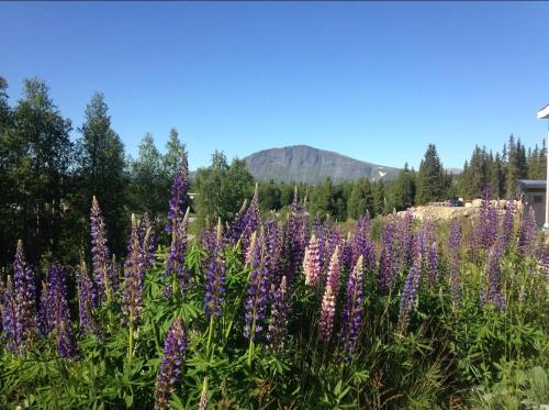 a field of purple flowers with a mountain in the background at Camp Borga in Borgafjäll