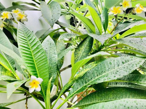 a green plant with raindrops on its leaves at Sunlight Bungalow in Phu Quoc