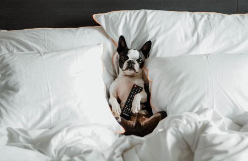 a small dog sitting on a bed with pillows at Frösö Park Hotel in Östersund
