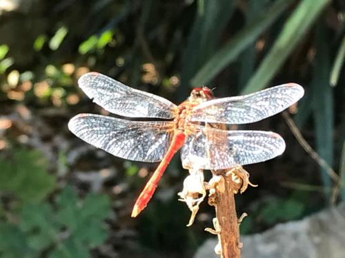 a dragonfly sitting on top of a plant at LE DOMAINE DE GORNETON in Chasse-sur-Rhône