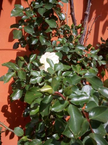 a white flower on a plant next to a wall at B&B Antica Corte Lombarda in Mortara