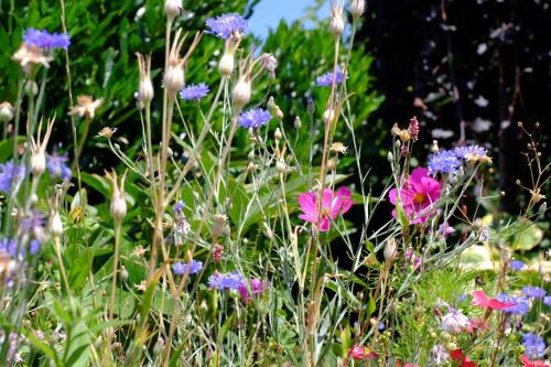 a field of colorful flowers in a garden at CAMPANELL - Das Ferienhaus im Blaufränkischland in Deutschkreutz