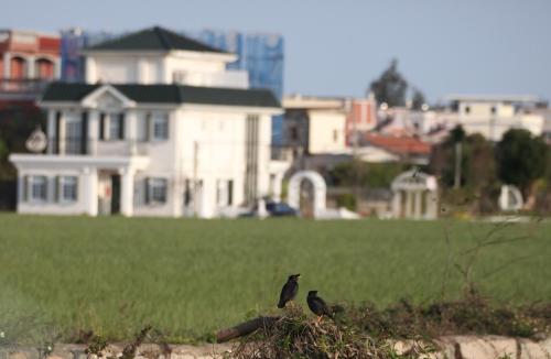 two birds sitting on top of a field with a house at 海之風 玫瑰莊園 Sea&Wind Rose Manor in Jinning