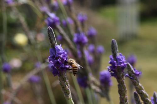 a bee is sitting on a purple flower at 海之風 玫瑰莊園 Sea&Wind Rose Manor in Jinning
