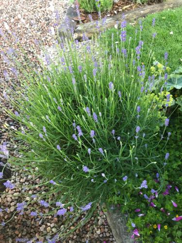 a plant with purple flowers in a garden at B&B Bland ormbunkar och rosor in Falkenberg