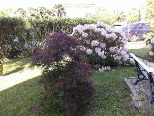 un cespuglio di fiori viola accanto a una panchina di Les Floralies bis a Pau