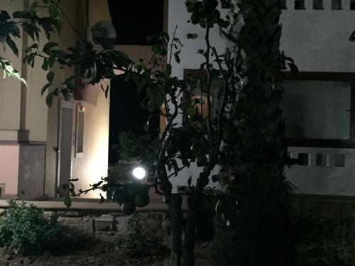 a light in a building with a tree in front at Toulipa Rooms in Agia Ermioni