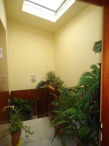 a room with plants and a skylight at Hotel Restaurant Casa Miquel in Alcarraz