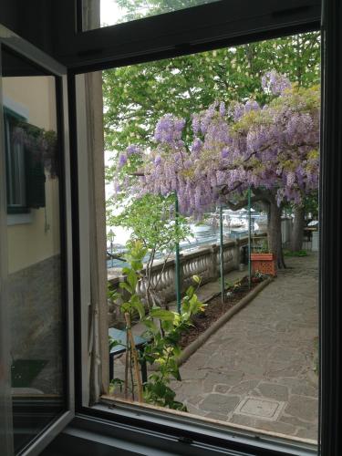 a window with a view of a tree with purple flowers at Villa Tergeste in Trieste