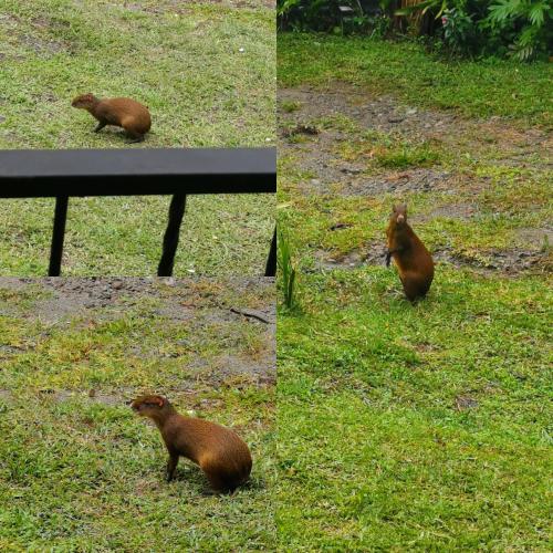 Animales en el departamento o alrededores